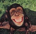 Monkey smile.jpg